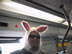 bunnyhop  los angeles